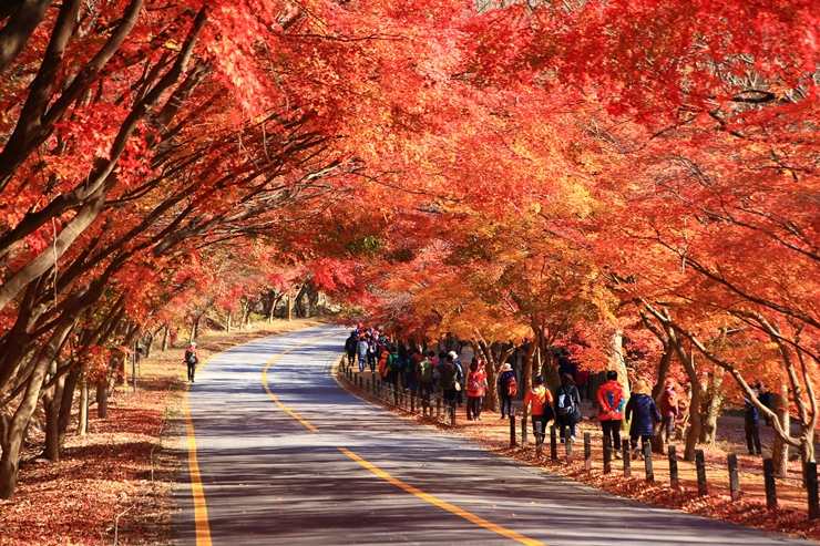 단풍놀이 – Dã ngoại ngắm lá phong